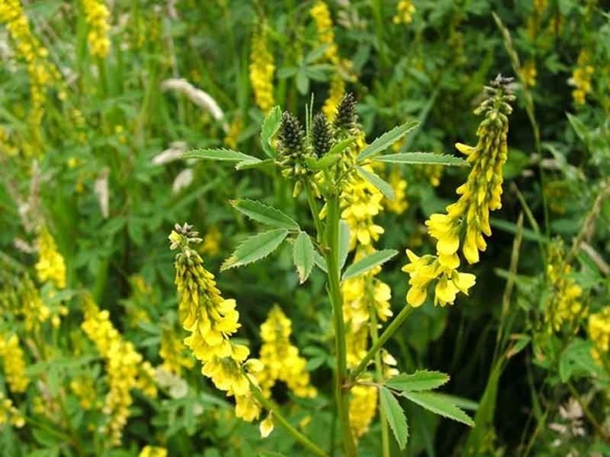 Sötväppling, Melilotus altissimus, gröngödslingsgröda.
